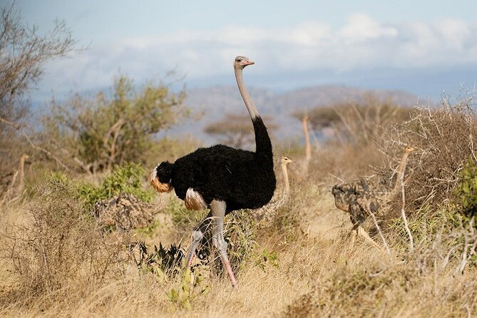 Nairobi National Park and Beads Factory Private Tour - A guide can make or break the game drive