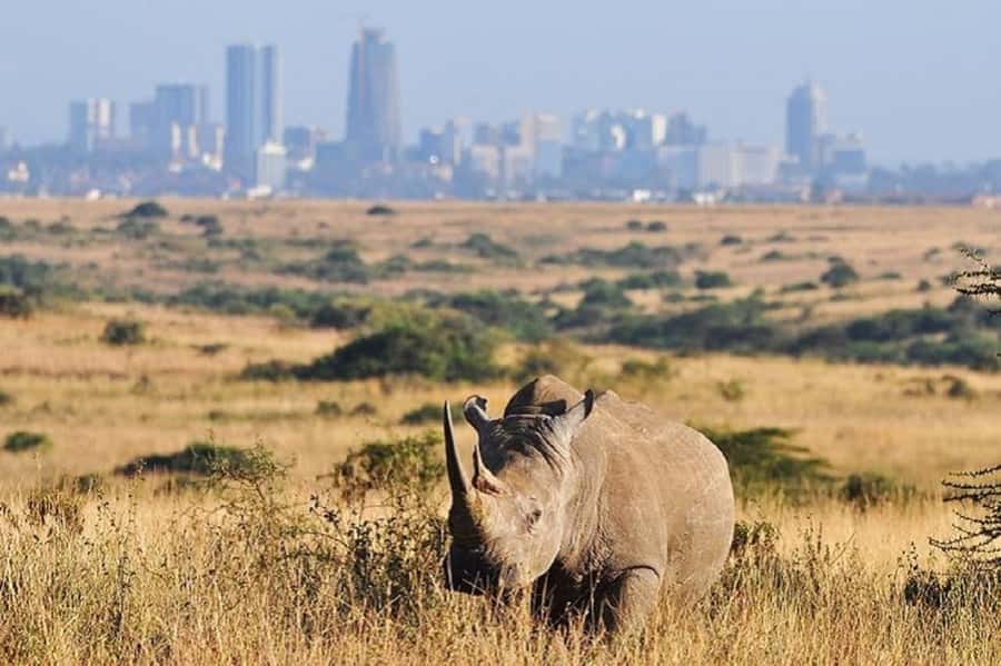 Nairobi national park and elephant orphanage - The safari vehicle is an important question