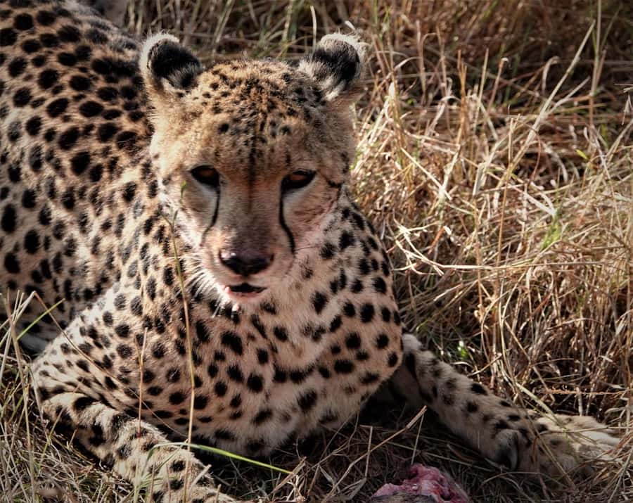 Nairobi national park and elephant orphanage - The extra beads factory stop