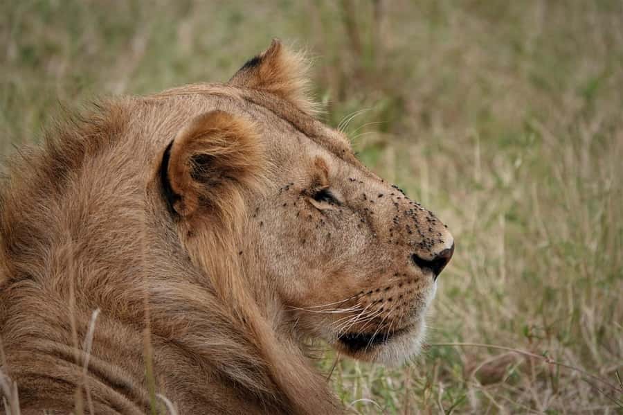 Nairobi national park and elephant orphanage - The real cost: $135 before lunch