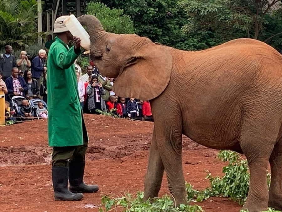 Nairobi national park and elephant orphanage - The guides can shape the whole day
