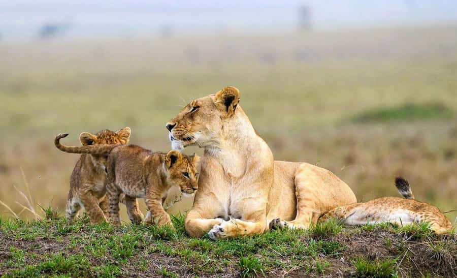 Nairobi National Park and Elephant Orphanage Day Excursions - Why Nairobi National Park makes this half-day worthwhile