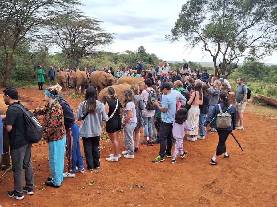 Nairobi National Park and Elephant Orphanage Day Excursions - From the park to the David Sheldrick Wildlife Trust