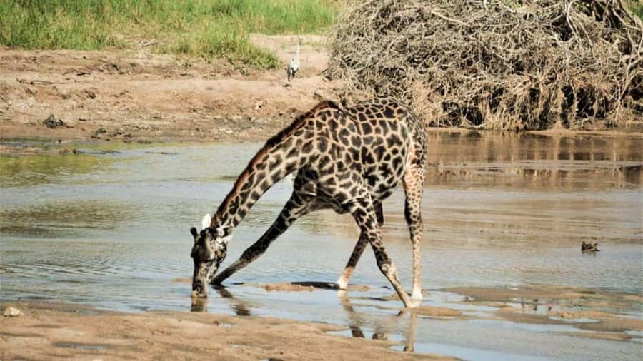 Nairobi National Park and Elephant Orphanage Day Excursions - The real cost: $80 is only the starting point