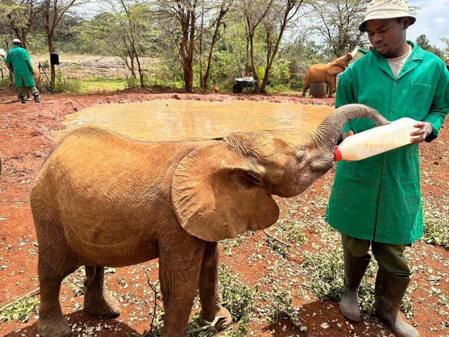 Nairobi National Park and Elephant Orphanage Day Excursions - Who should choose this Nairobi excursion?