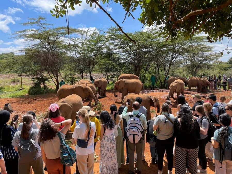 Nairobi National Park and Elephant Orphanage Day Excursions - Should you book the Nairobi National Park and elephant visit?