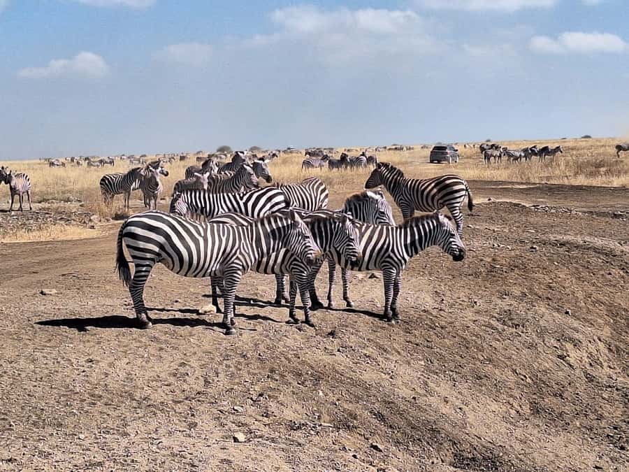 Nairobi National Park and Elephant Orphanage Day Excursions - FAQ