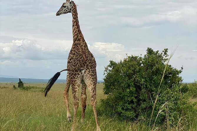 Nairobi national park and Giraffe center - Five things to know before booking
