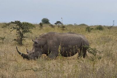 Nairobi national park and Giraffe center