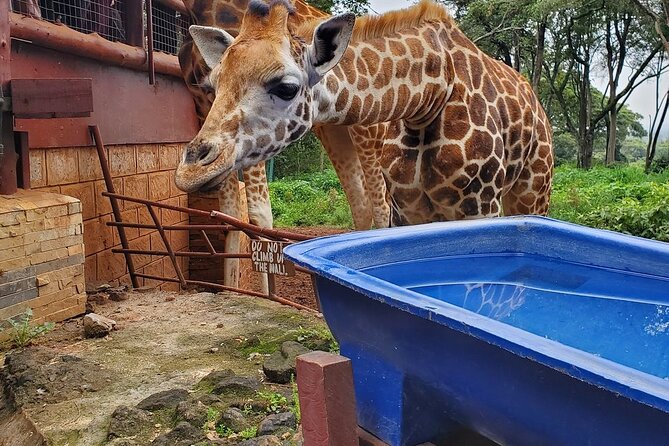 Nairobi national park and Giraffe center - Guide quality and the value of good planning