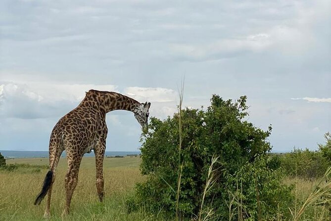 Nairobi national park and Giraffe center - Timing, pickup, and small practical details