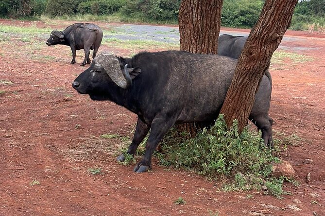 Nairobi National Park and Giraffe Center Daily Tours. - What the $158 known cost really buys