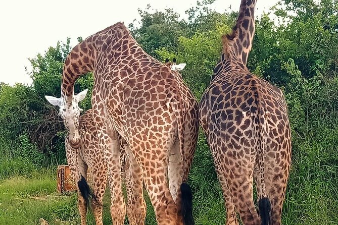 Nairobi National Park and Giraffe Center Daily Tours. - Who will get the most from this outing
