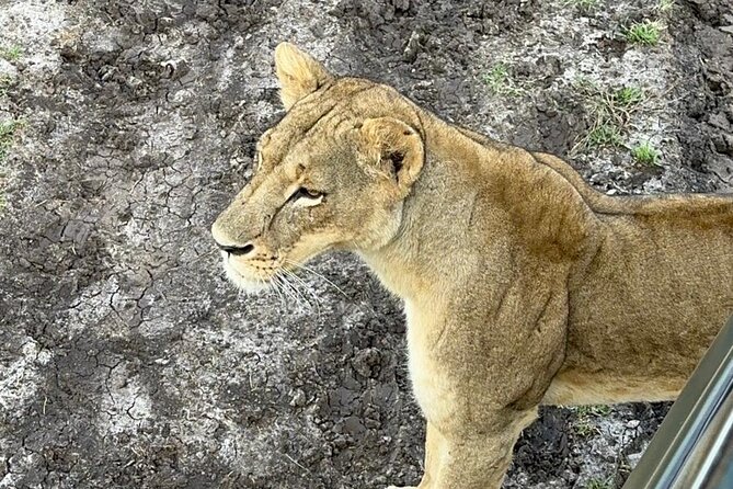 Nairobi National Park and Giraffe Center Daily Tours. - Practical details that affect your day