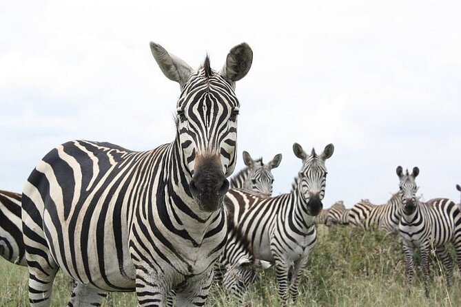 Nairobi National Park and Giraffe Center Day Tour - Five to six hours among lions, rhinos, and buffalo