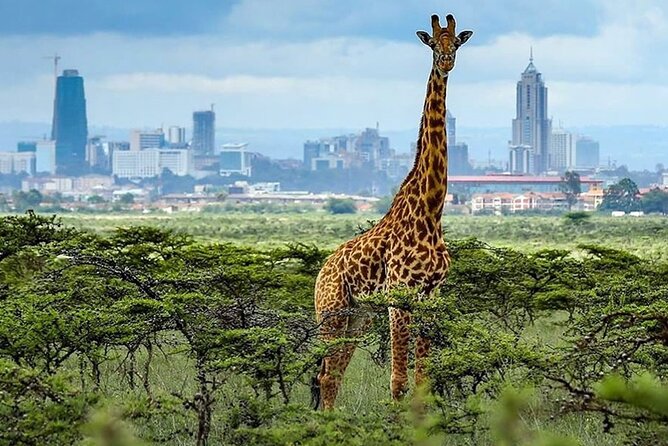 Nairobi National Park and Giraffe Center Day Tour - The Giraffe Centre and Rothschild conservation