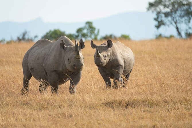 Nairobi National park And Giraffe Center: Free Wi-Fi Connection - The four-hour early morning game drive
