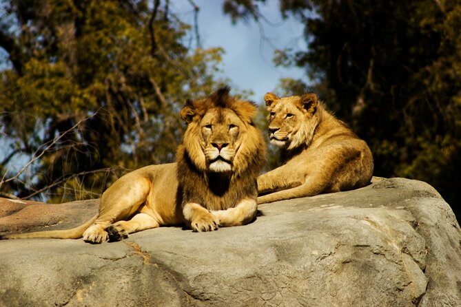 Nairobi National park And Giraffe Center: Free Wi-Fi Connection - What the $100 price really buys you