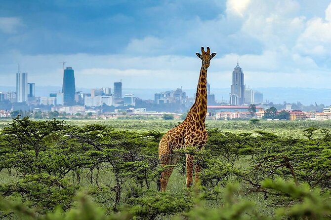 Nairobi National Park and Giraffe Center from Kenya with a Guide - Sunrise, skyline, and the feel of an urban park