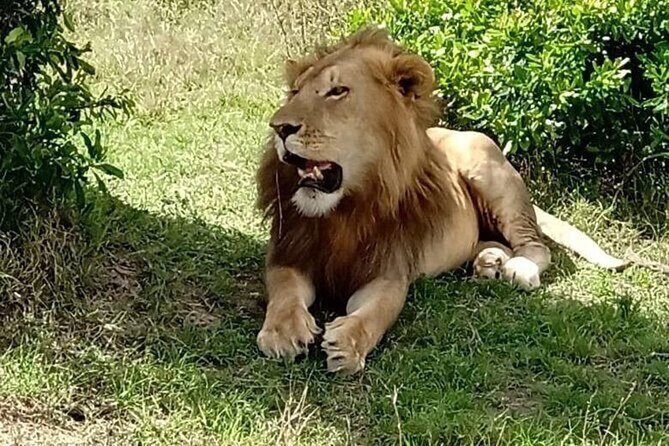 Nairobi National Park and Giraffe Center from Kenya with a Guide - The extra $43 park fee changes the real price