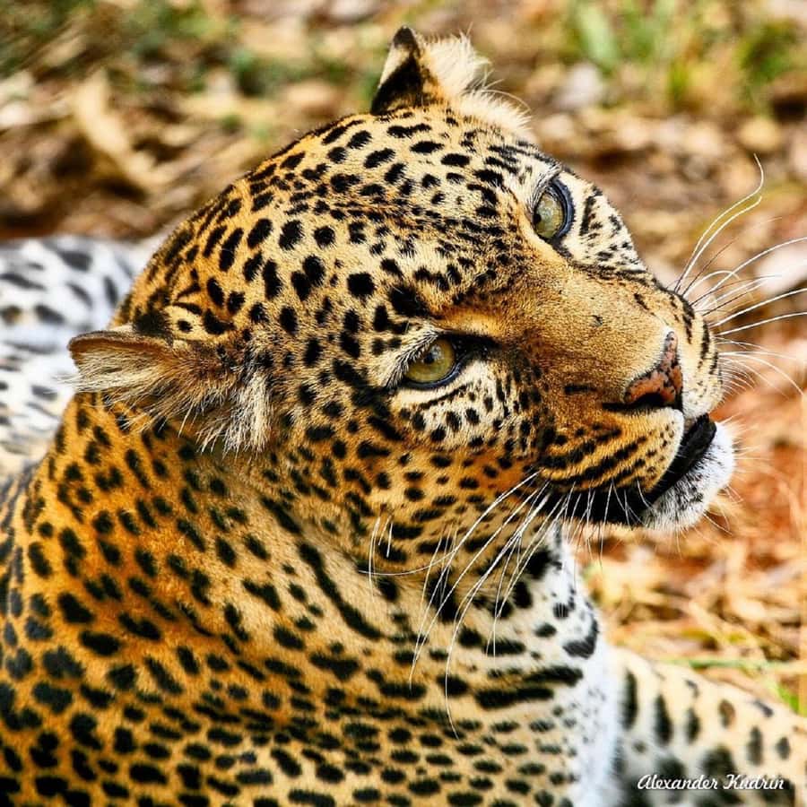 Nairobi National Park, Baby Elephant and Giraffe Centre - Nairobi National Park: four hours of game viewing
