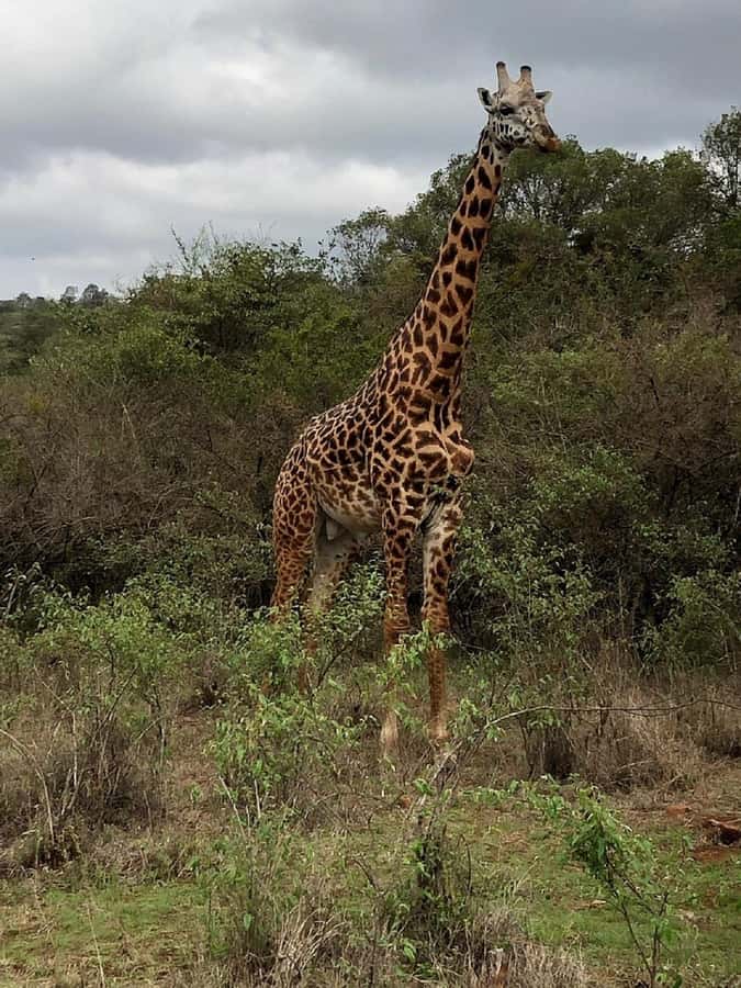 Nairobi National Park, Baby Elephant and Giraffe Centre - Lunch, coffee, galleries, and souvenirs