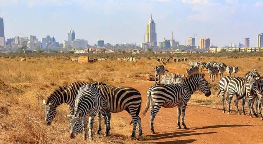 Nairobi National Park, Baby Elephant and Giraffe Centre - What the $35 price really gives you