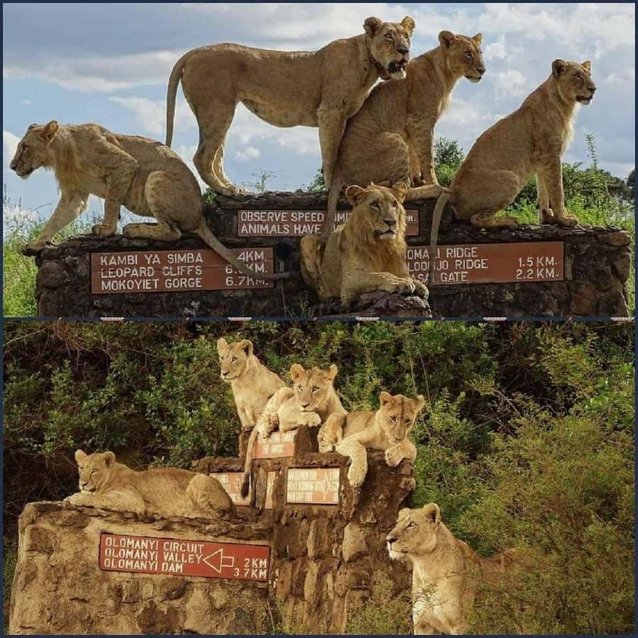 Nairobi National Park, Baby Elephant and Giraffe Centre - Who will enjoy this outing most