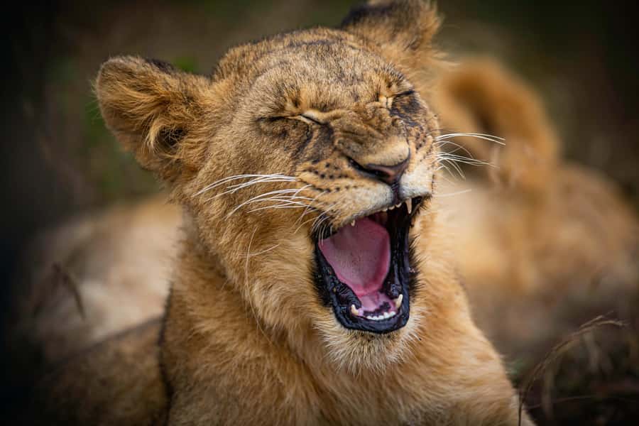 Nairobi National Park, Baby Elephant and Giraffe Centre Tour - Key points before you book