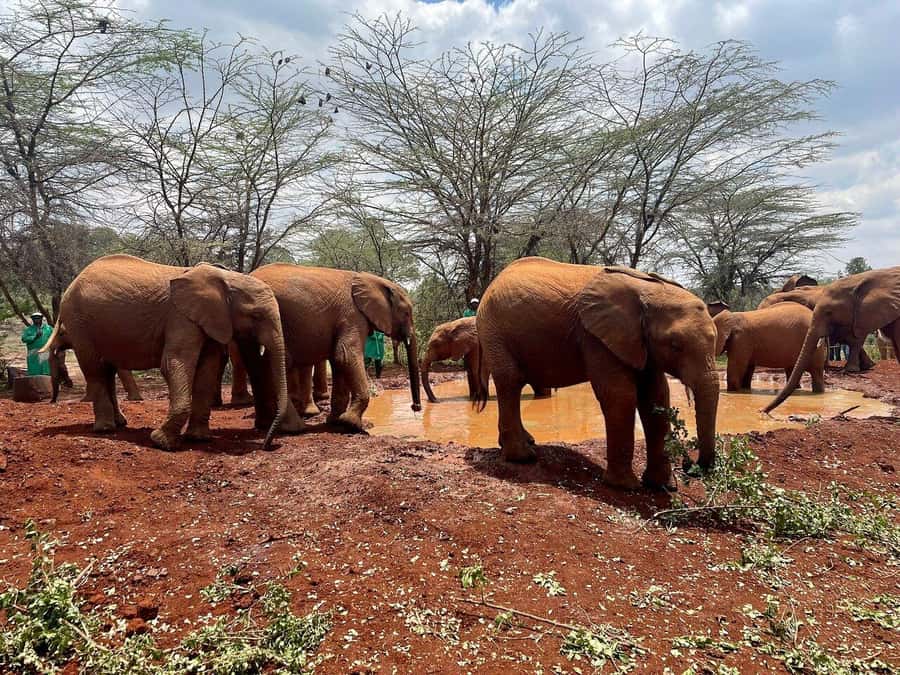 Nairobi National Park, Baby Elephant and Giraffe Centre Tour - Why this Nairobi day trip works well