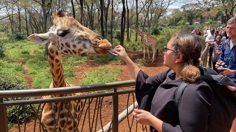 Nairobi National Park, Baby Elephant and Giraffe Centre Tour - Meeting rescued elephants at the David Sheldrick Wildlife Trust