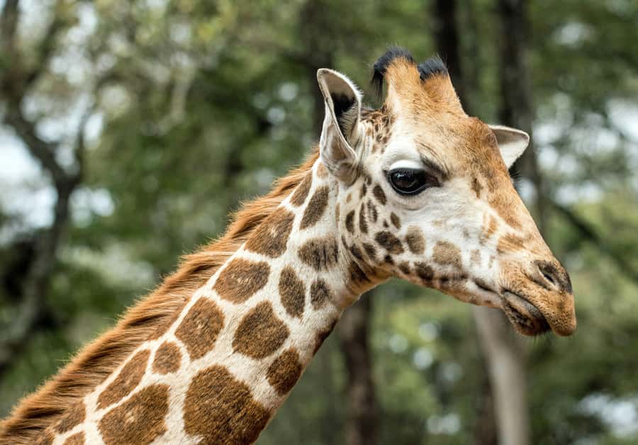 Nairobi National Park, Baby Elephant and Giraffe Centre Tour - A short stop at Kazuri Beads Factory