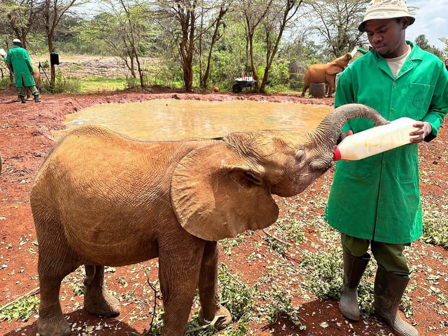 Nairobi National Park, Baby Elephant and Giraffe Centre Tour - Transport, guides, and the shape of the day