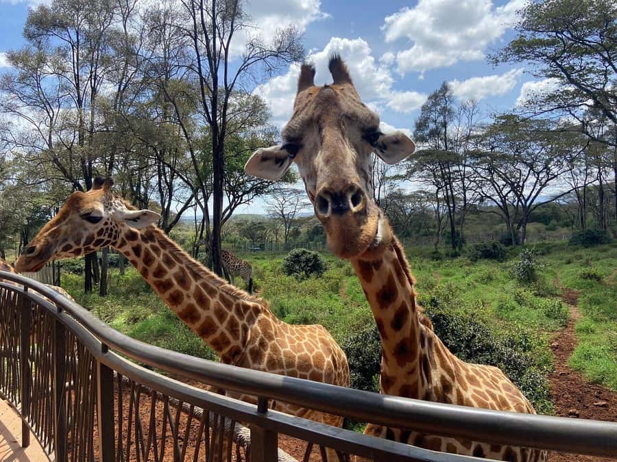 Nairobi National Park, Baby Elephant and Giraffe Centre Tour - Who should choose this tour?