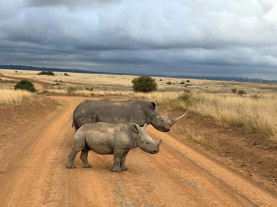 Nairobi National Park, Baby Elephant and Giraffe Centre Tour - Leaving Nairobi for a four-hour game drive