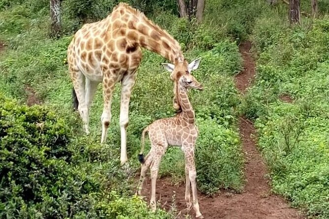 Nairobi: National park, baby Elephant, Giraffe center - Feeding giraffes at the Giraffe Centre