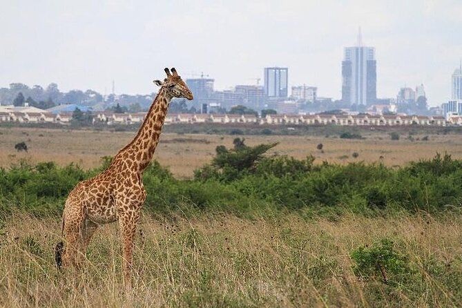 Nairobi: National park, baby Elephant, Giraffe center - Who should book this Nairobi day?