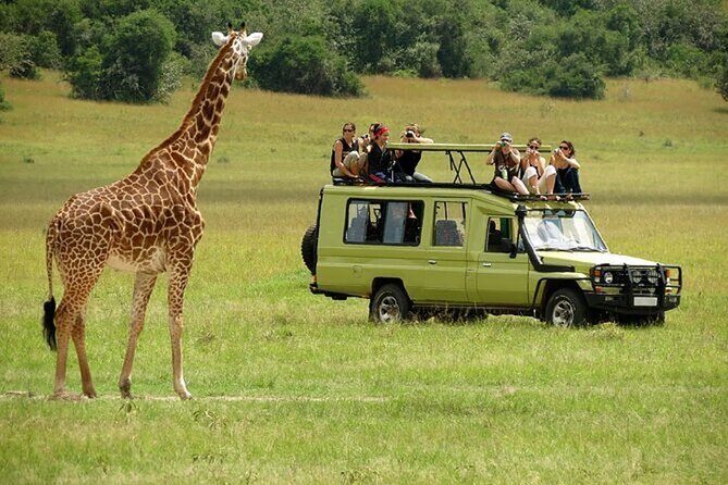Nairobi: National park, baby Elephant, Giraffe center - The four-hour safari: what the drive is really like