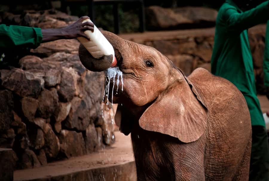 Nairobi: National Park, Baby Elephant & Giraffe Centre Tour - Three Nairobi wildlife stops in one long day