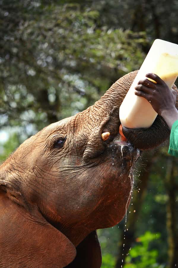 Nairobi: National Park, Baby Elephant & Giraffe Centre Tour - What makes the elephant orphanage worthwhile