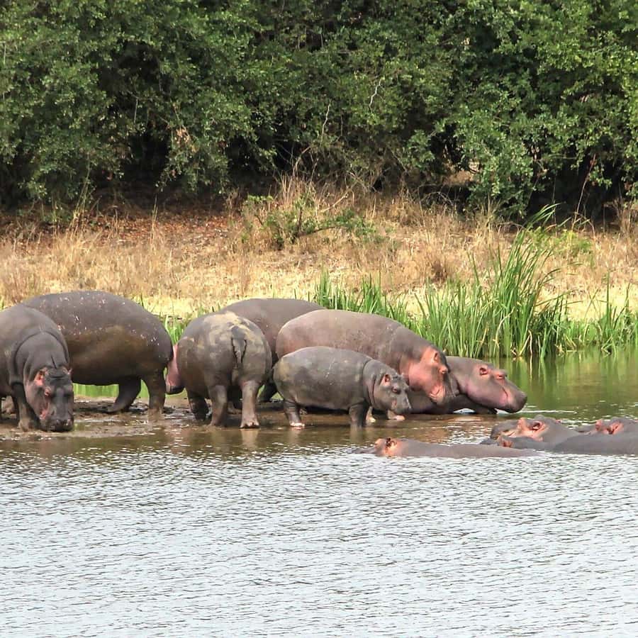 Nairobi: National Park, Baby Elephant & Giraffe Centre Tour - Lunch and the practical rhythm of the day