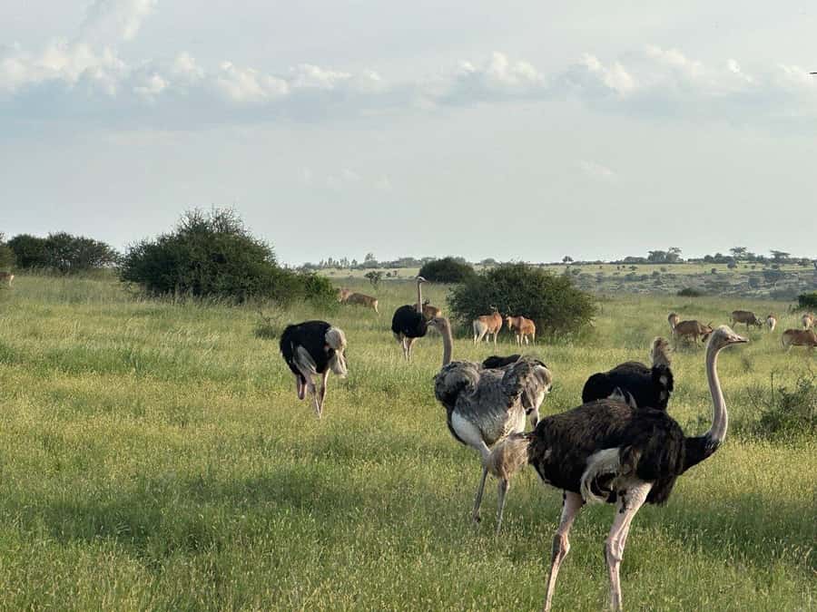 Nairobi: National Park, Baby Elephant & Giraffe Centre Tour - Guides can add real value, but ask the right questions