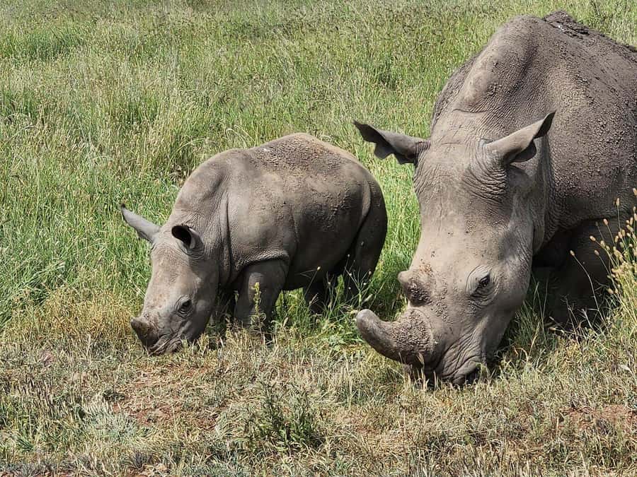 Nairobi: National Park, Baby Elephant & Giraffe Centre Tour - Is $54 good value once the extras are added?