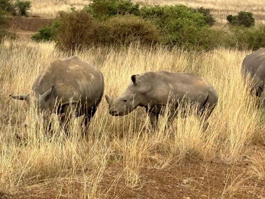 Nairobi: National Park, Baby Elephant & Giraffe Centre Tour - Final verdict: book it with a careful check