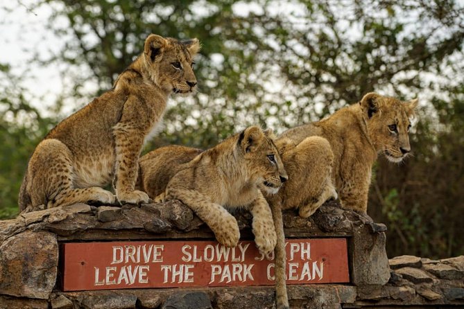 Nairobi National Park, Baby Elephant Orphanage and Giraffe Center - Entering Nairobi National Park in an Open-Roof Van