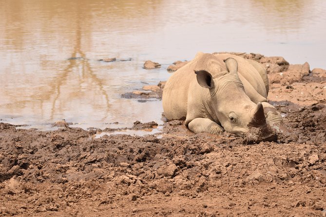 Nairobi National Park, Baby Elephant Orphanage and Giraffe Center - The Baby Elephant Orphanage Question