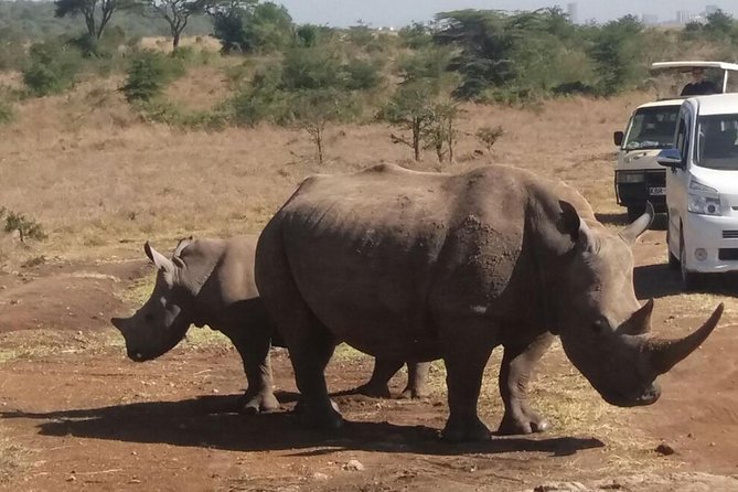 Nairobi National Park, Baby Elephant Orphanage and Giraffe Center - Six Hours, Pickup, and Group Size