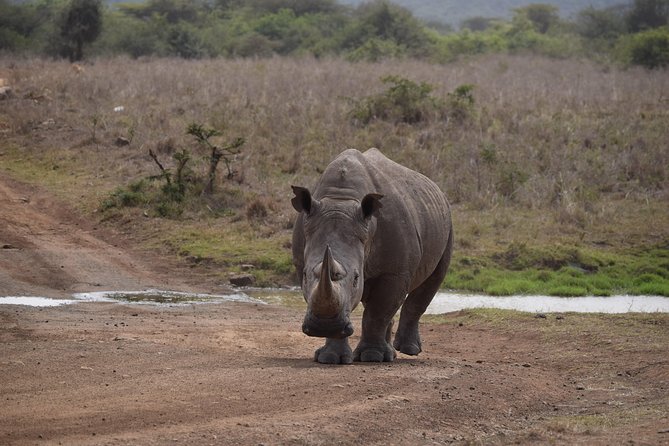 Nairobi National Park, Baby Elephant Orphanage and Giraffe Center - Who Gets the Best Value