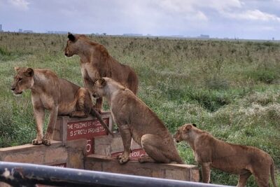 Nairobi National Park Daily Game drives.