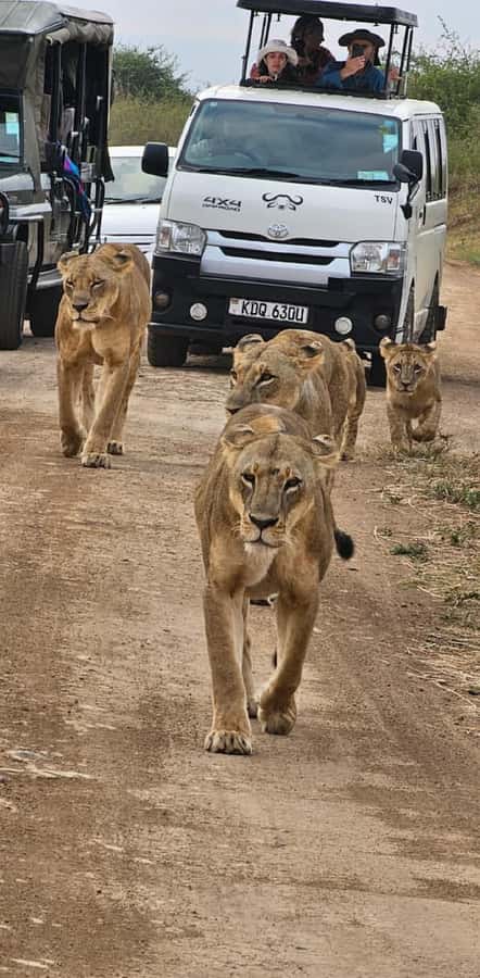 Nairobi National Park Daily Game Drives - Simple Ways to Prepare for the Drive